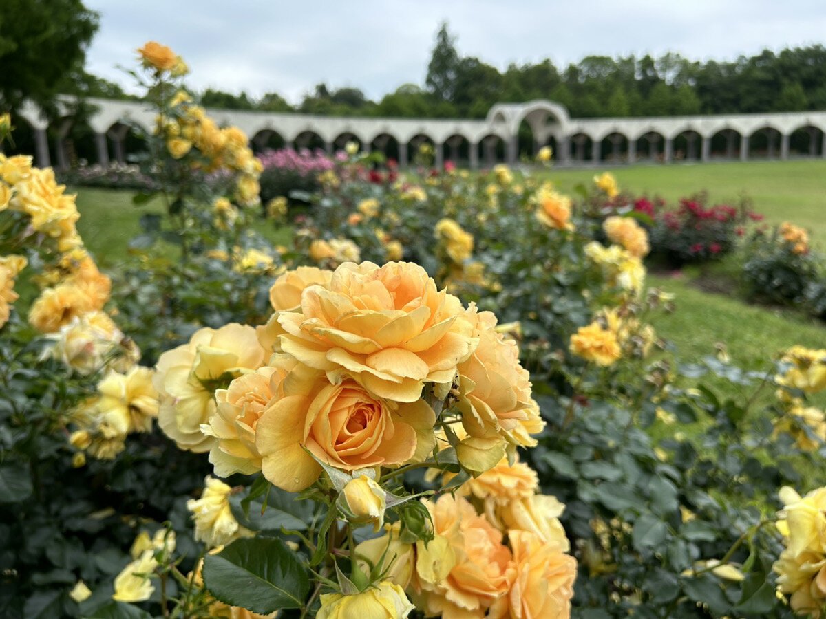 🏞️ 잠자리못 공원(톤보이케 코엔) 이미지 4